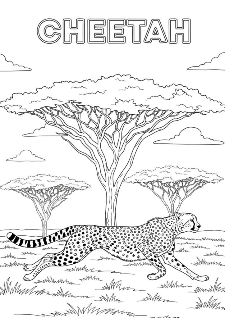 cheetah