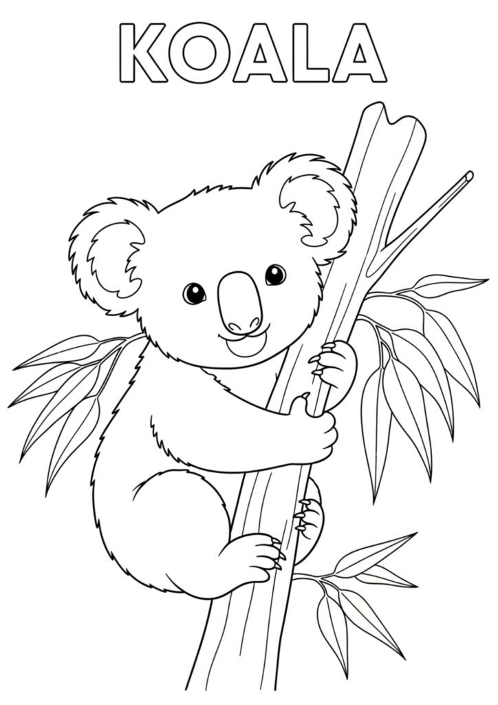 koala 2