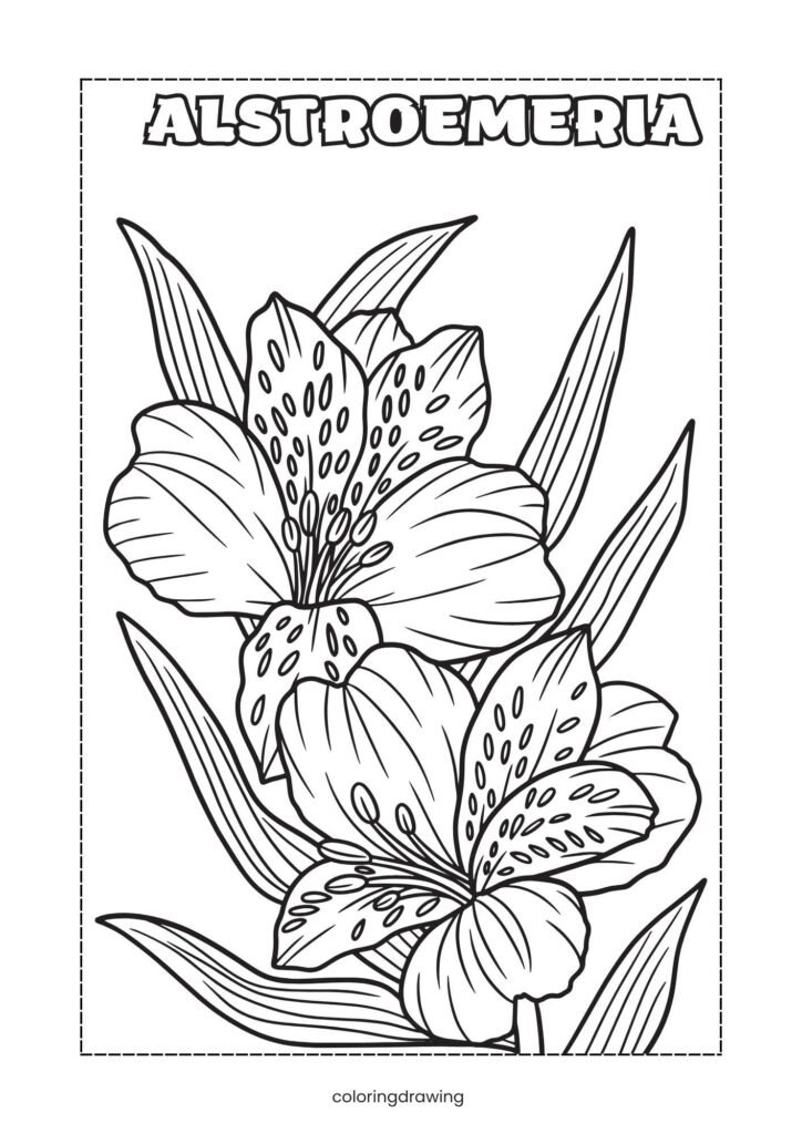 Alstroemeria