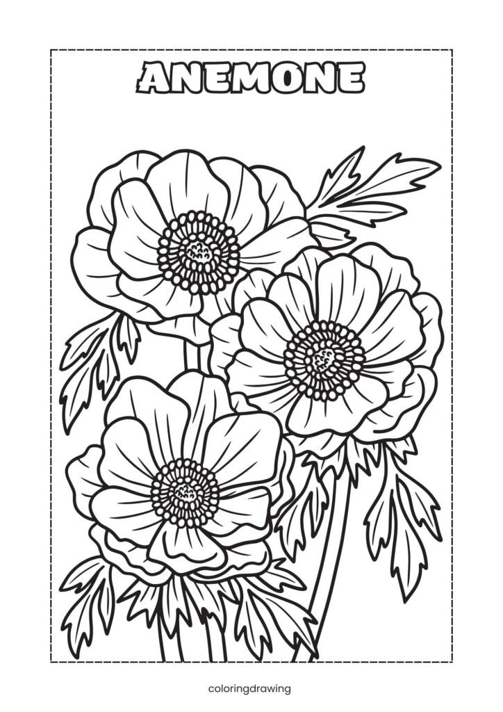 Anemone