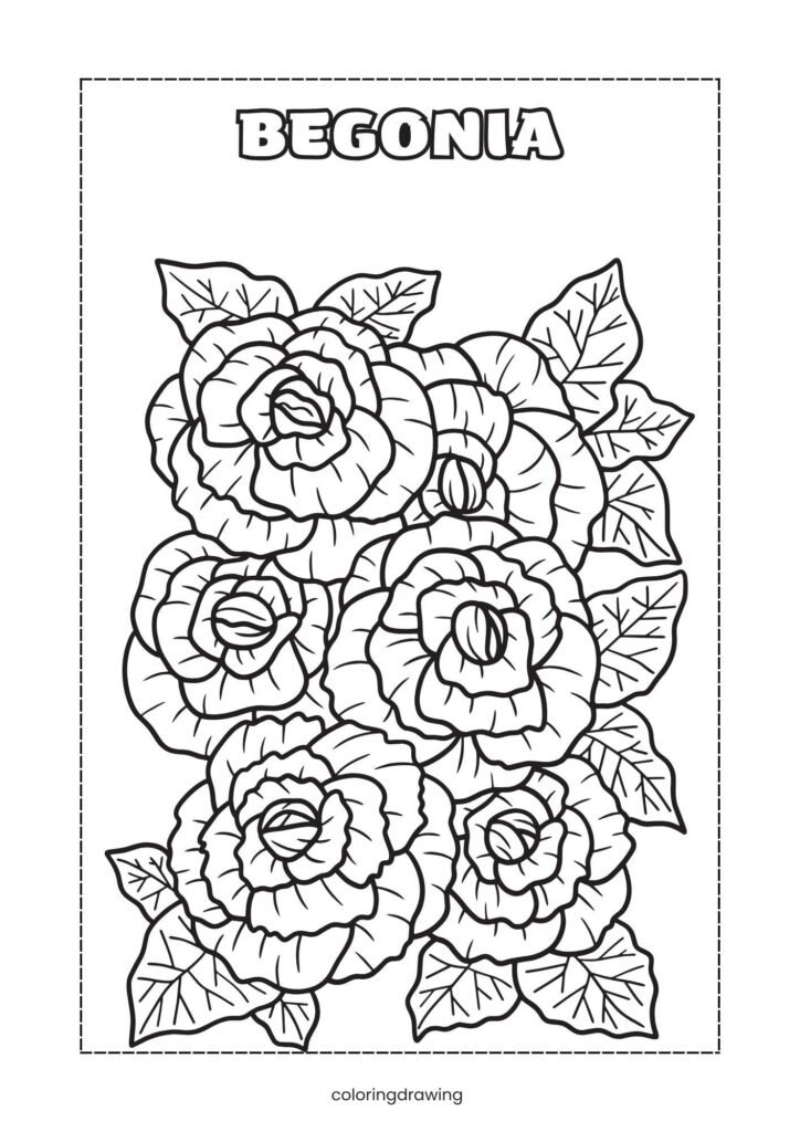 Begonia