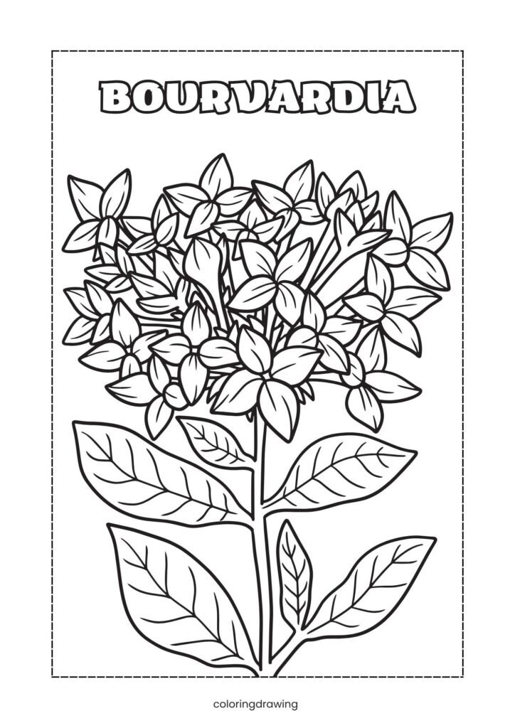 Bourvardia