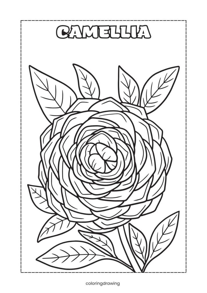 Camellia