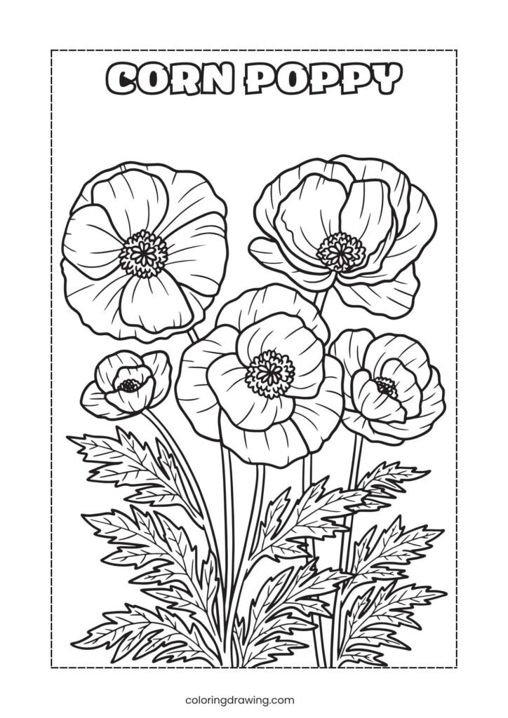 Corn Poppy