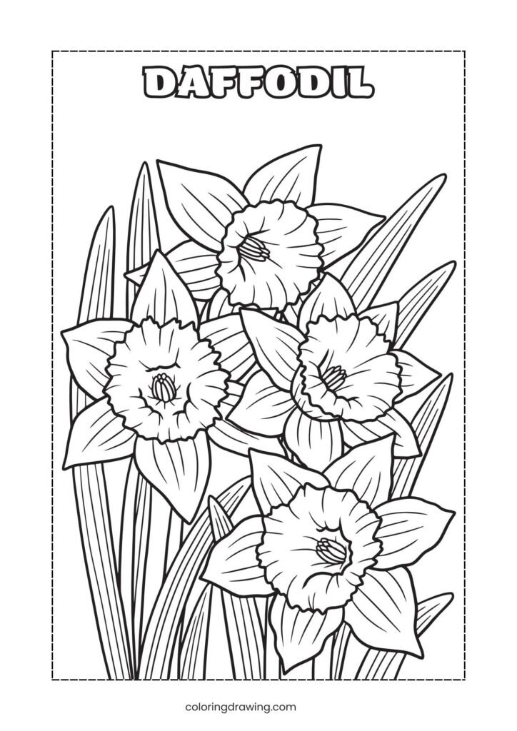 Daffodil