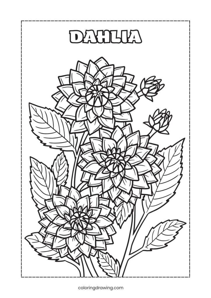 Dahlia