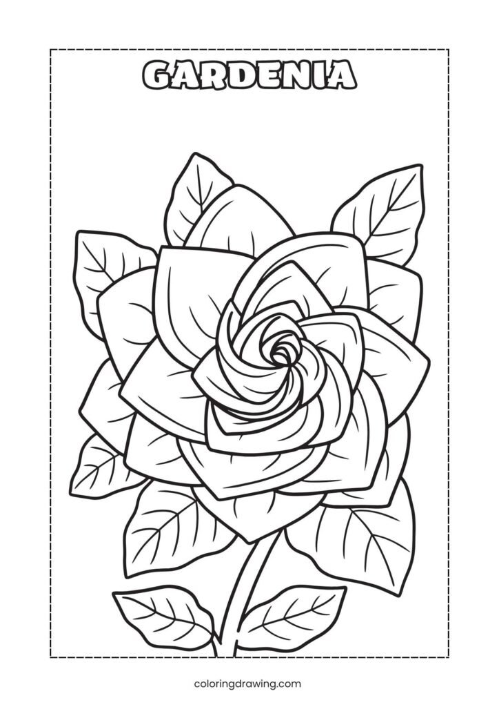 Gardenia