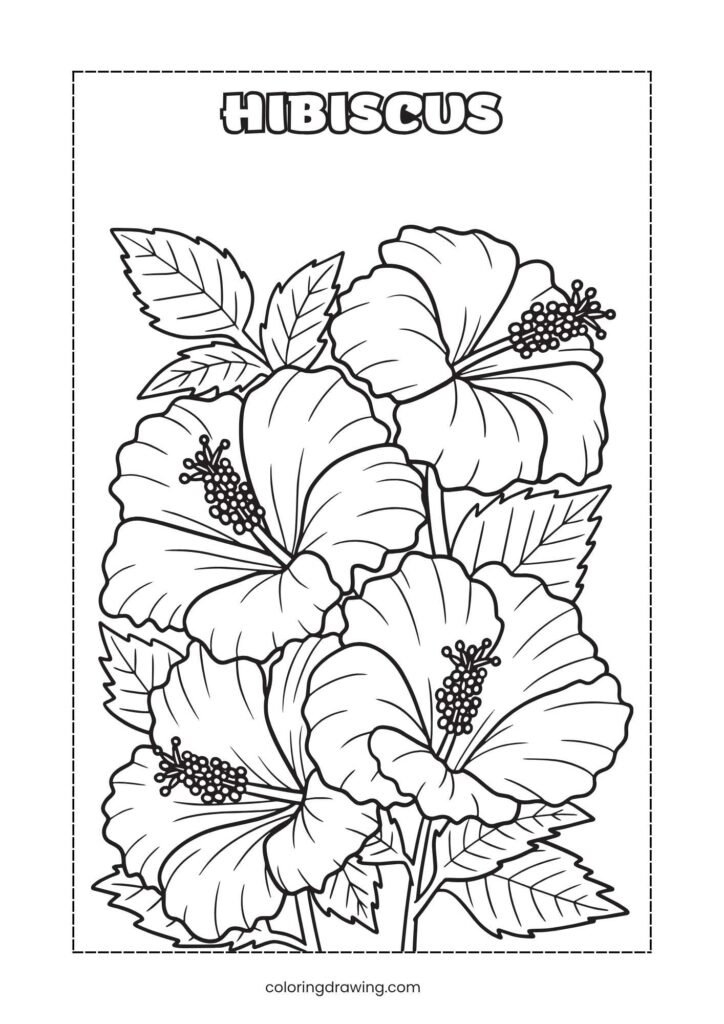 Hibiscus