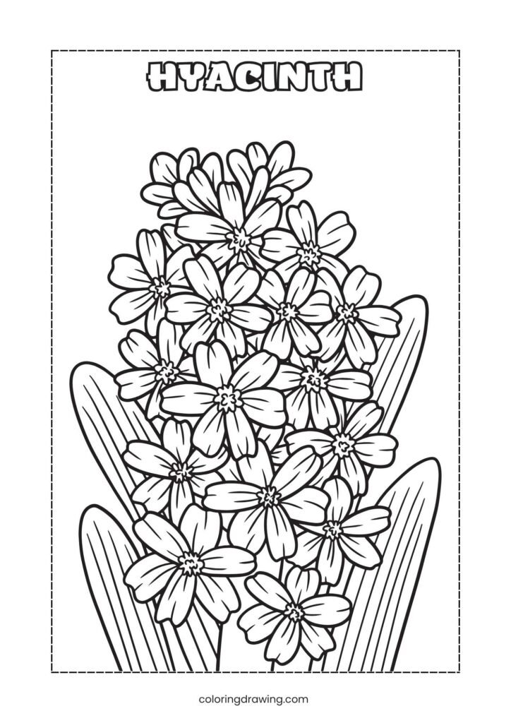 Hyacinth