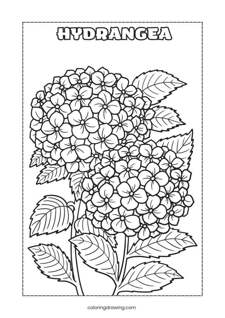 Hydrangea