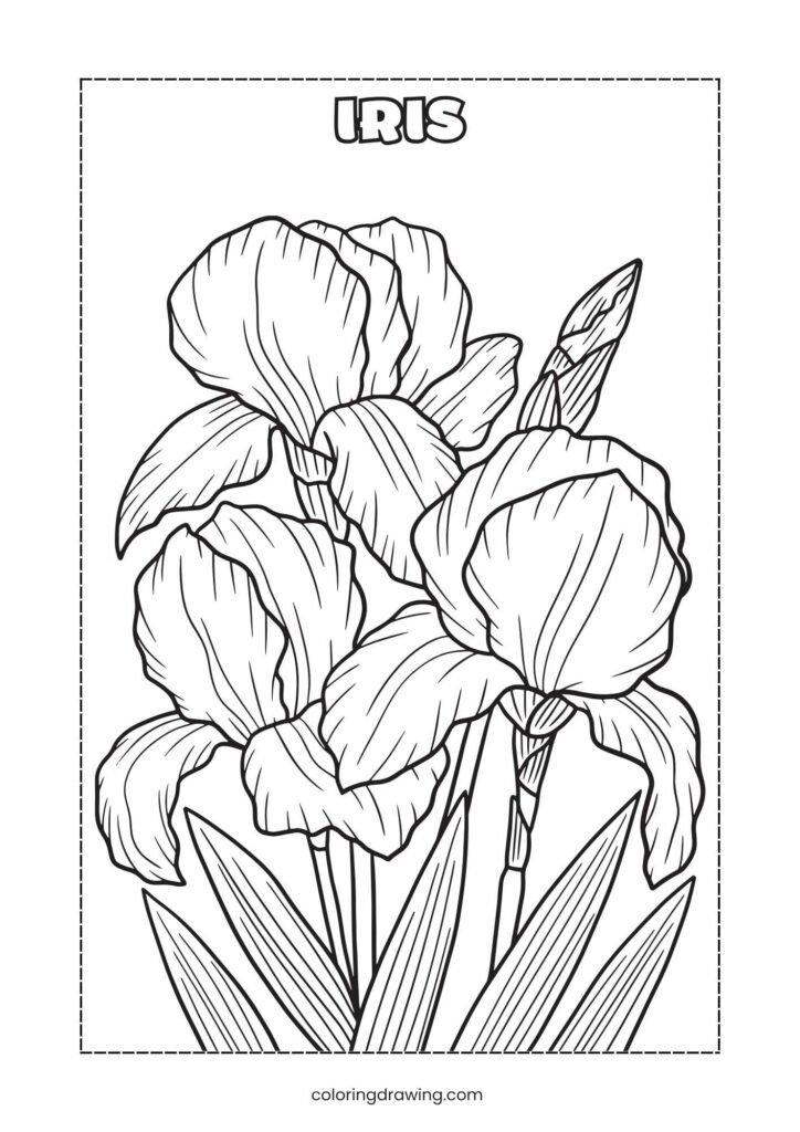 Iris
