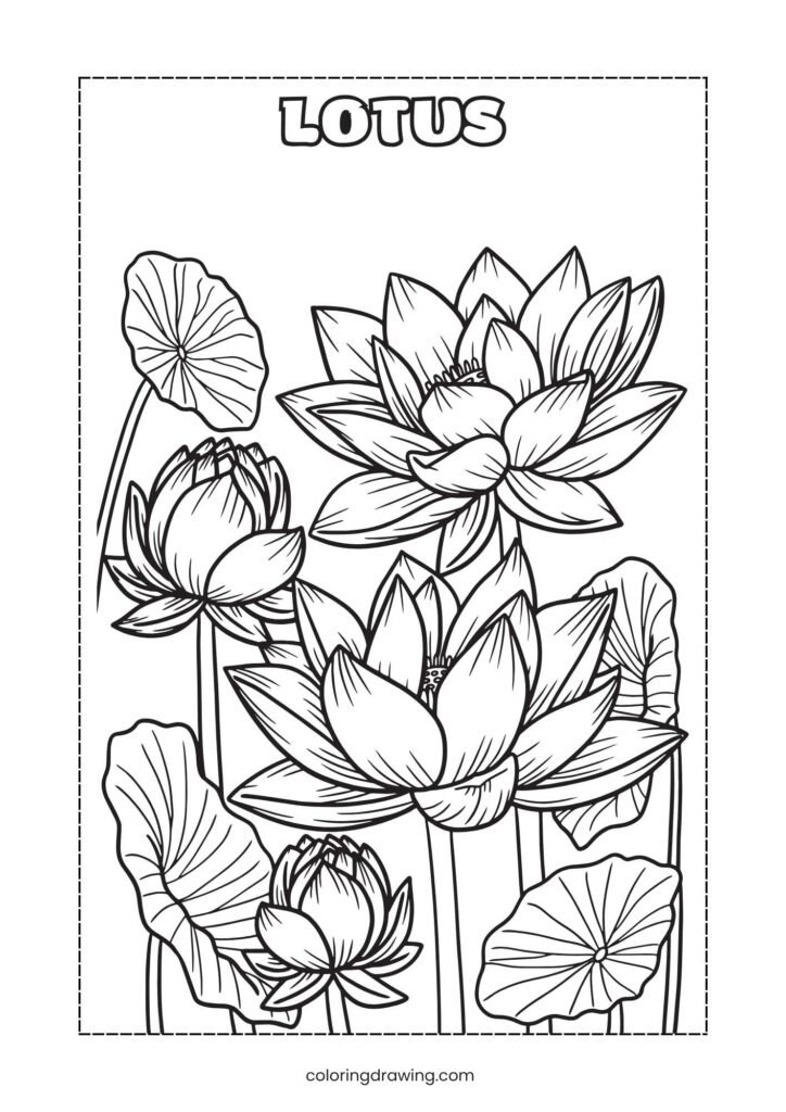 Lotus