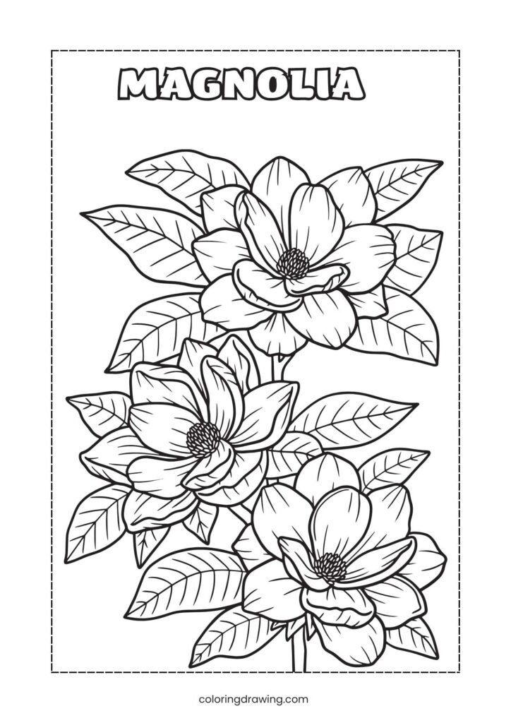Magnolia