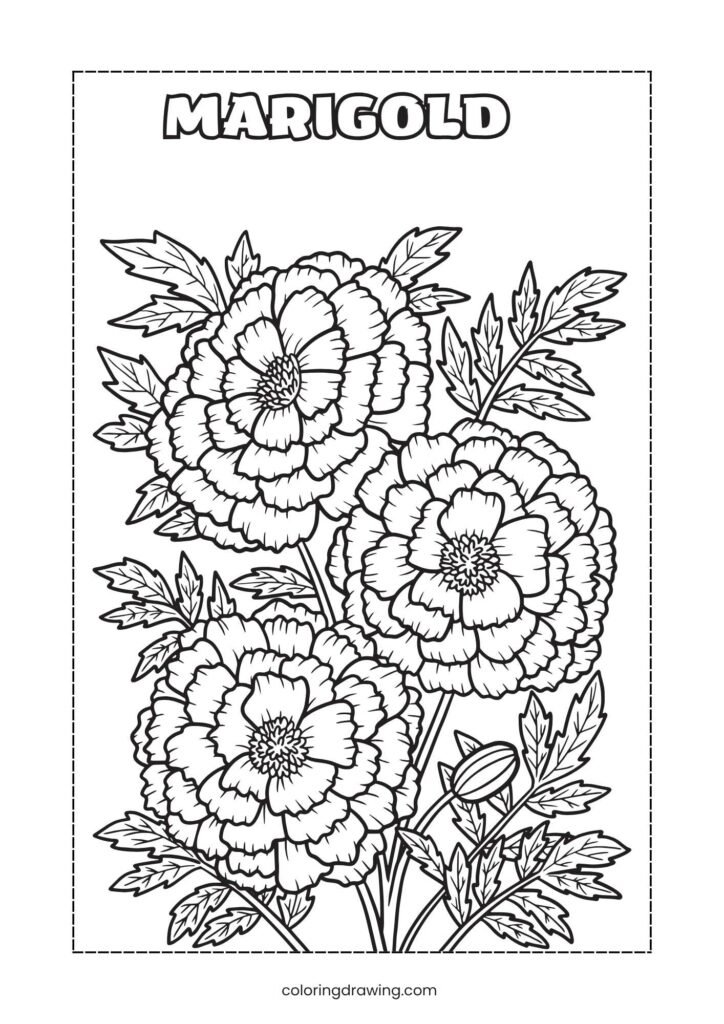 Marigold