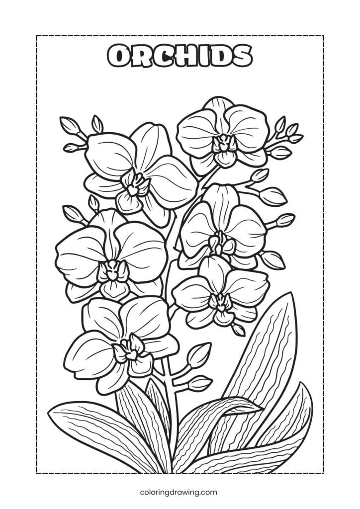 Orchids