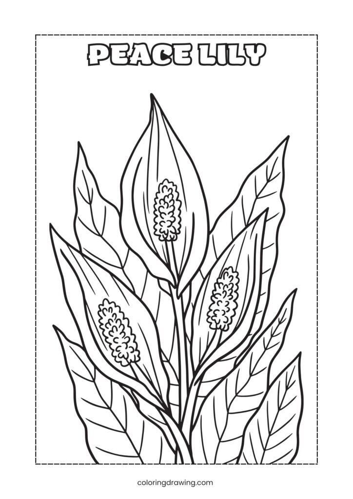 Peace Lily