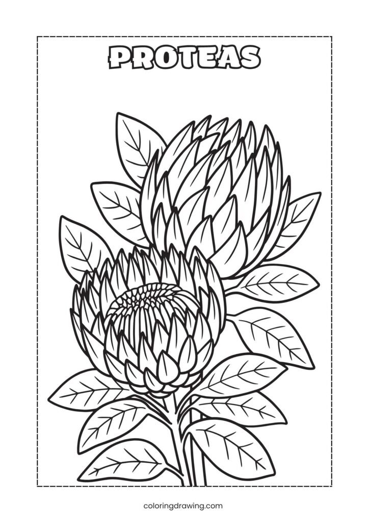 Proteas