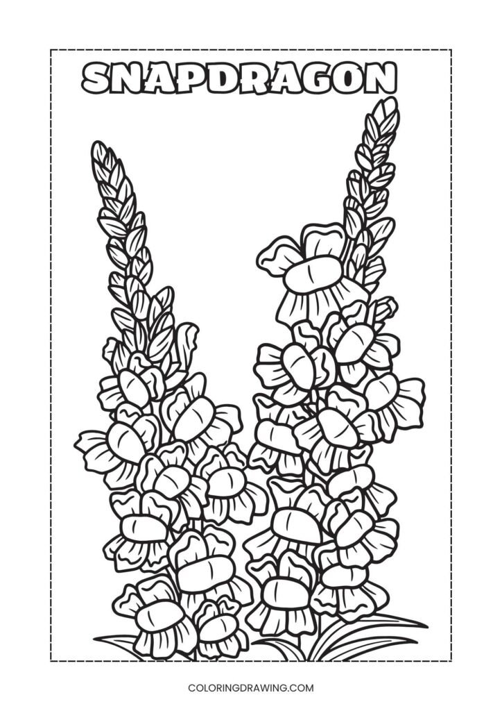 Snapdragon
