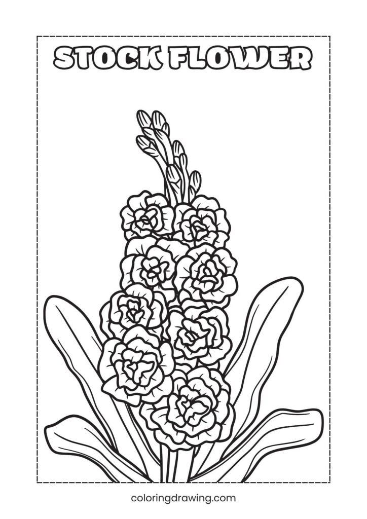 Stock Flower