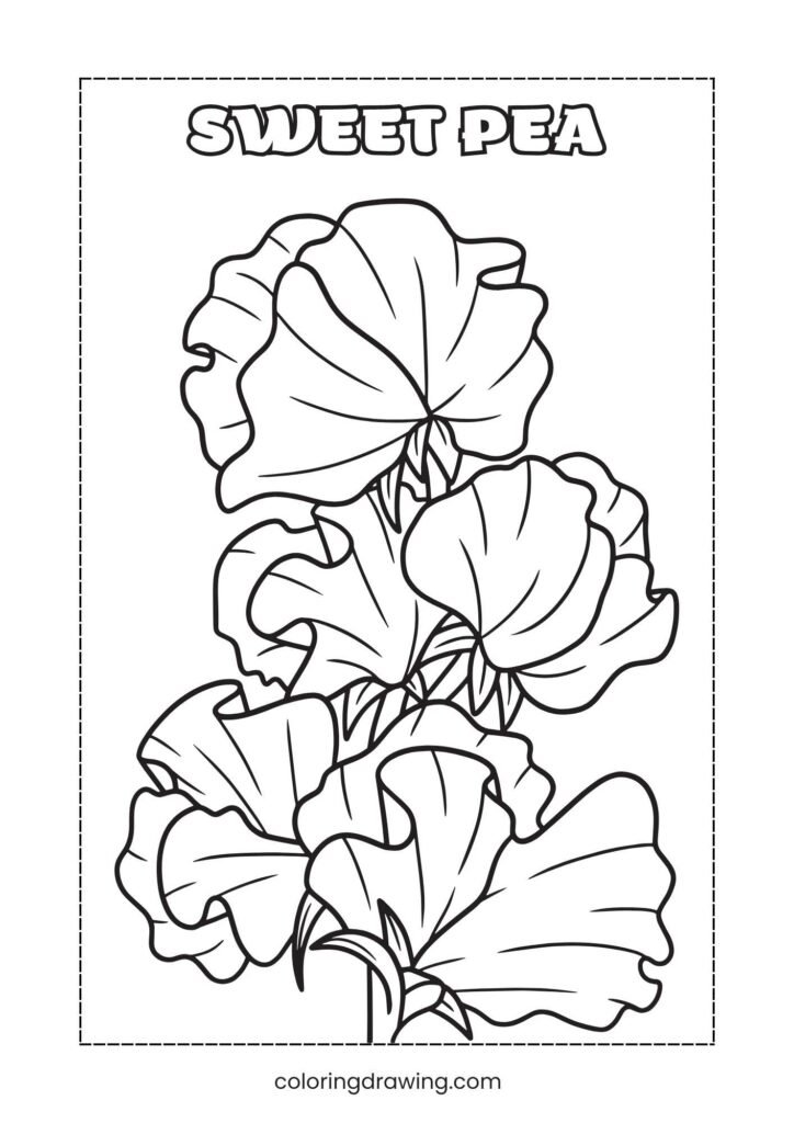 Sweet Pea