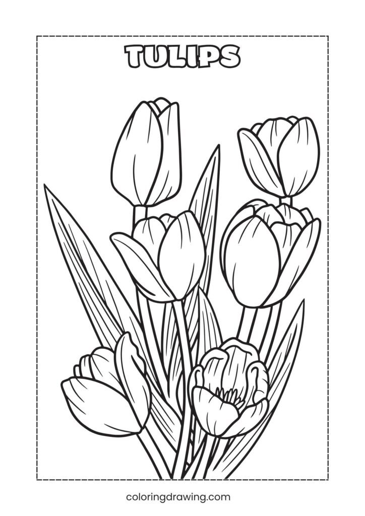 Tulips