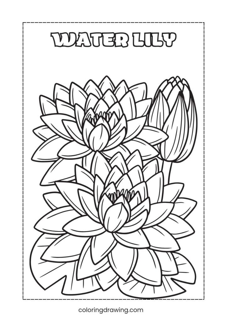 Water Lily