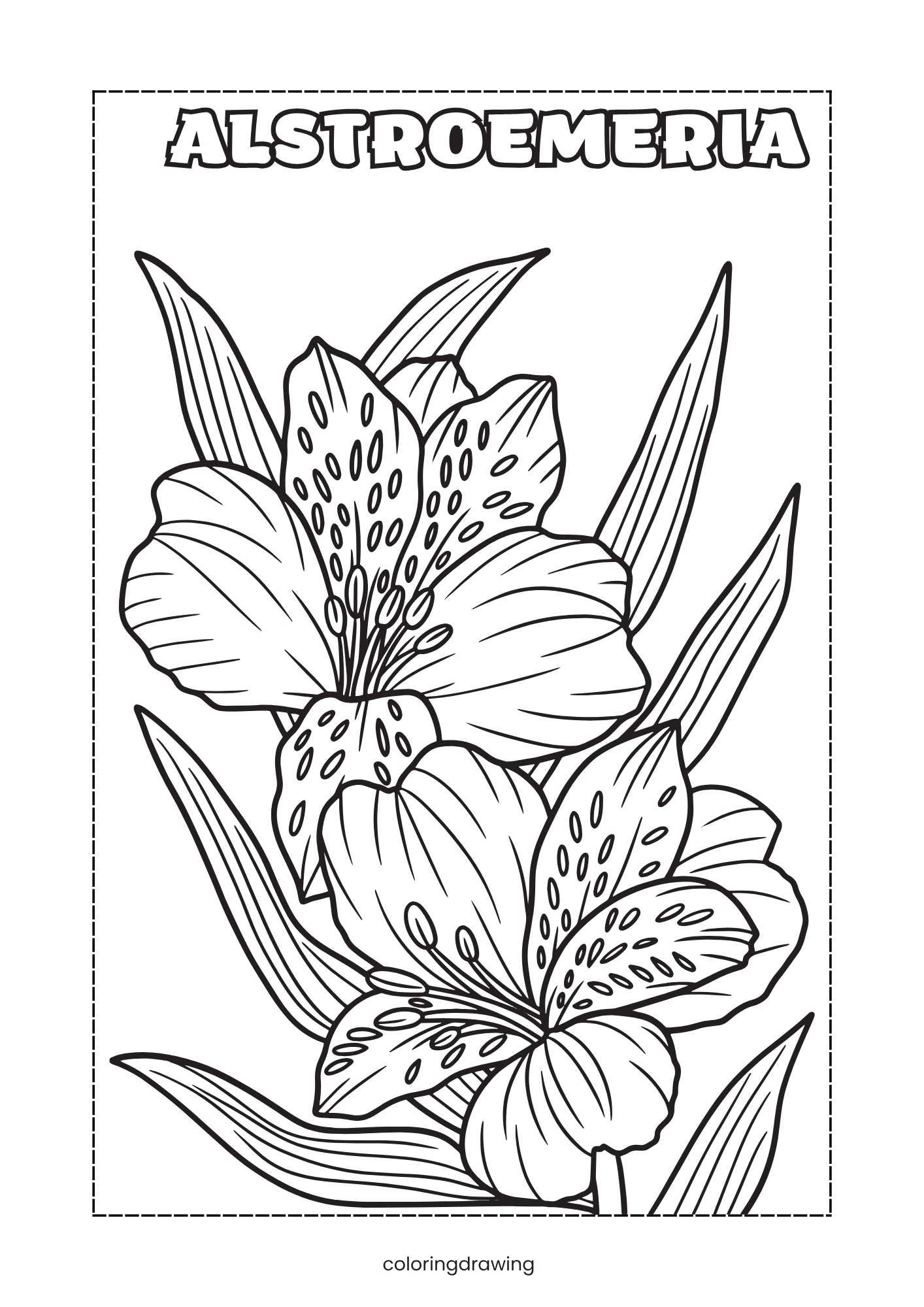 Alstroemeria