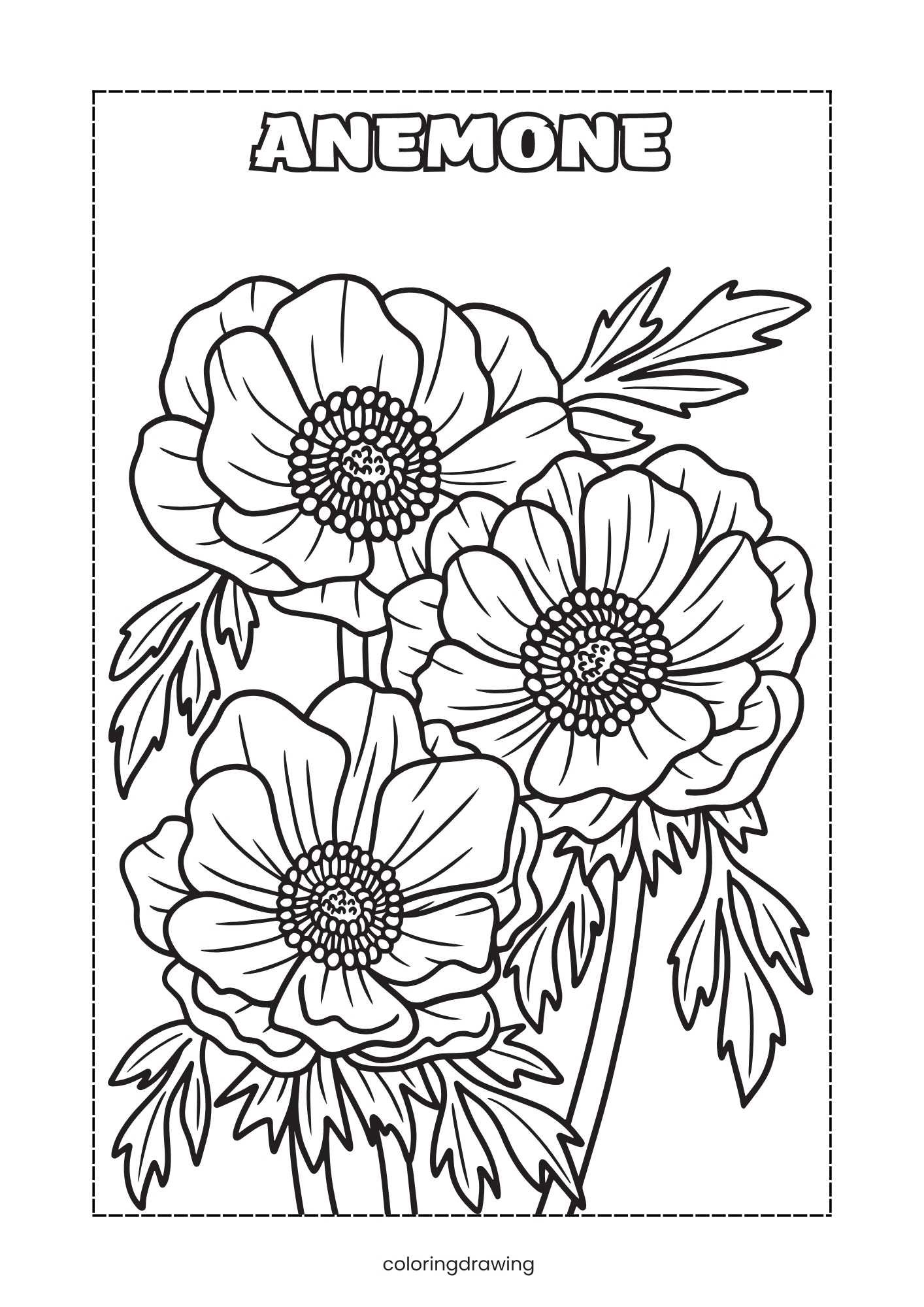 Anemone
