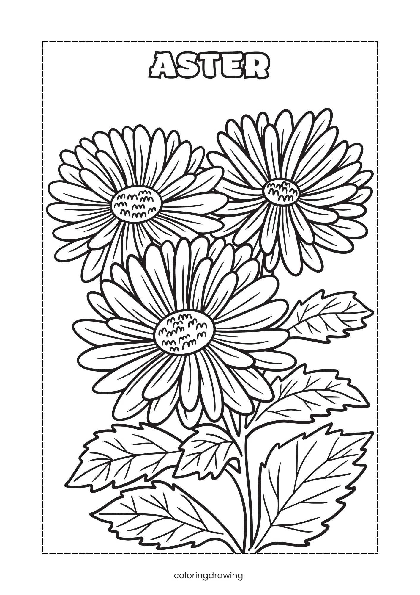 Aster