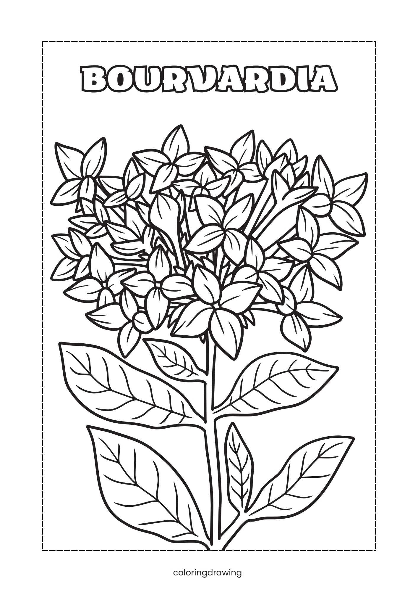 Bourvardia