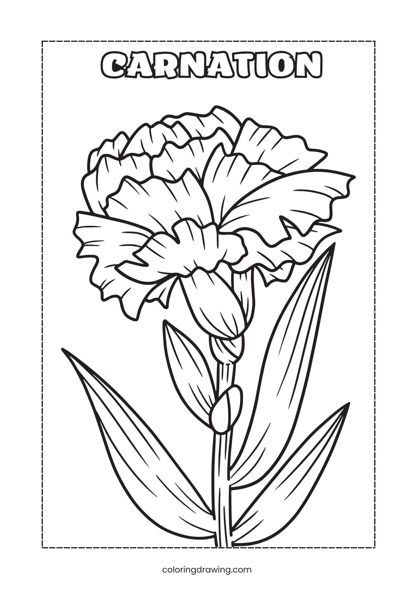 Carnation