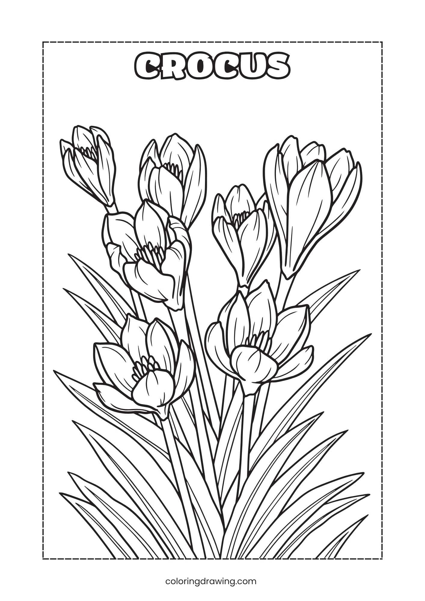 Crocus