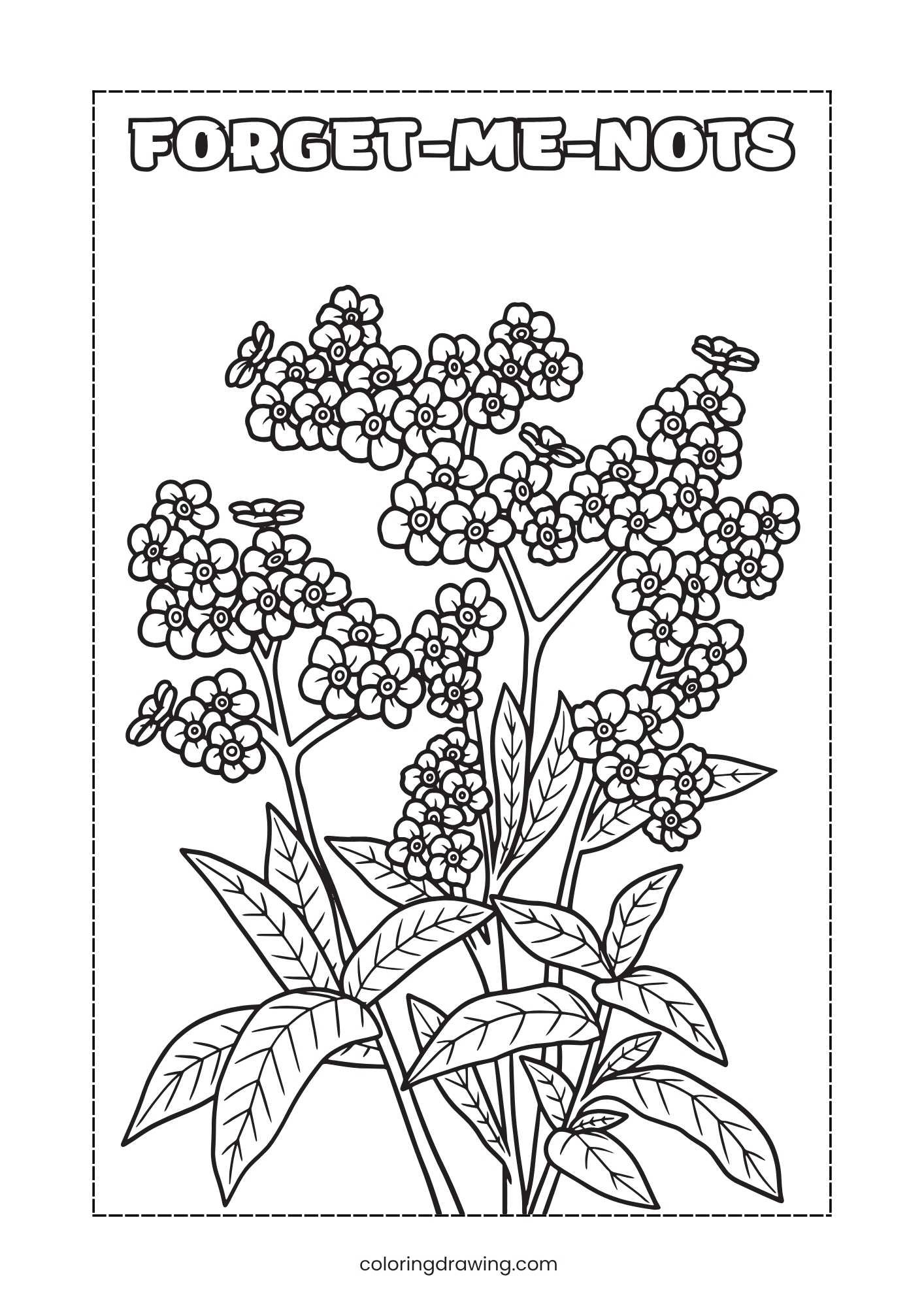 Forget Me Nots