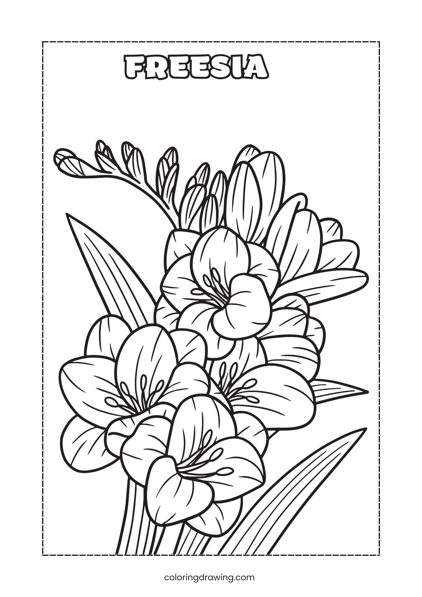 Freesia
