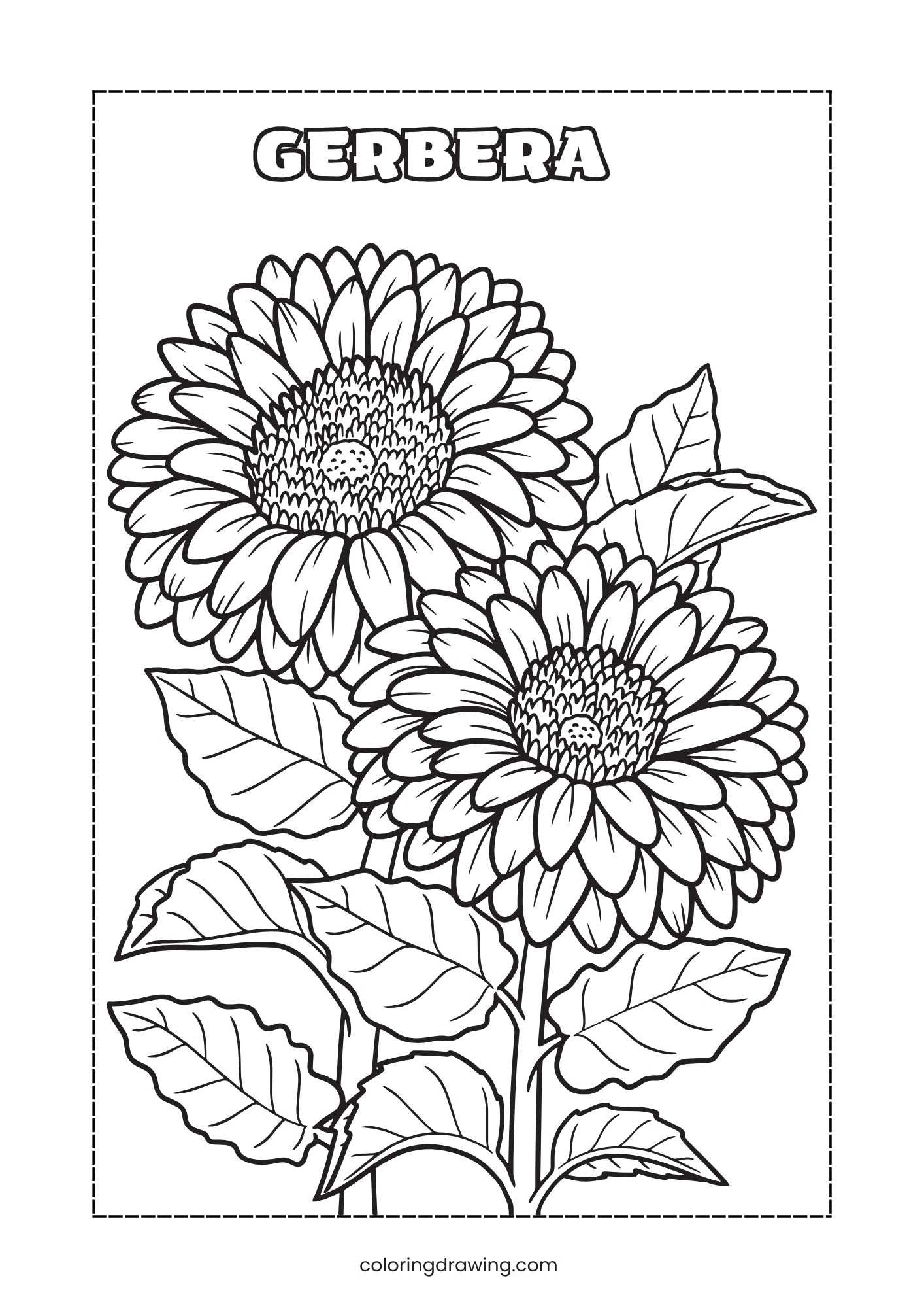Gerbera