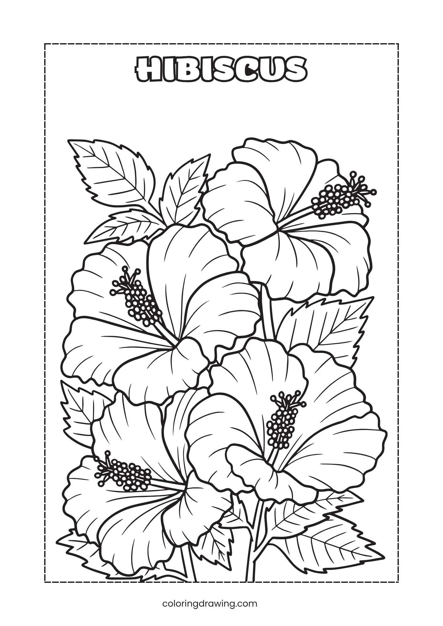 Hibiscus