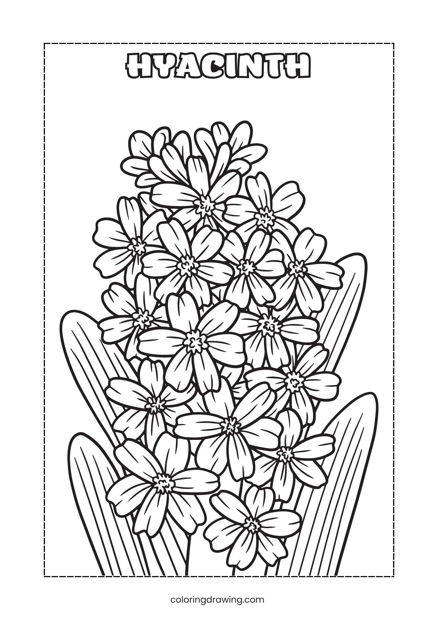 Hyacinth