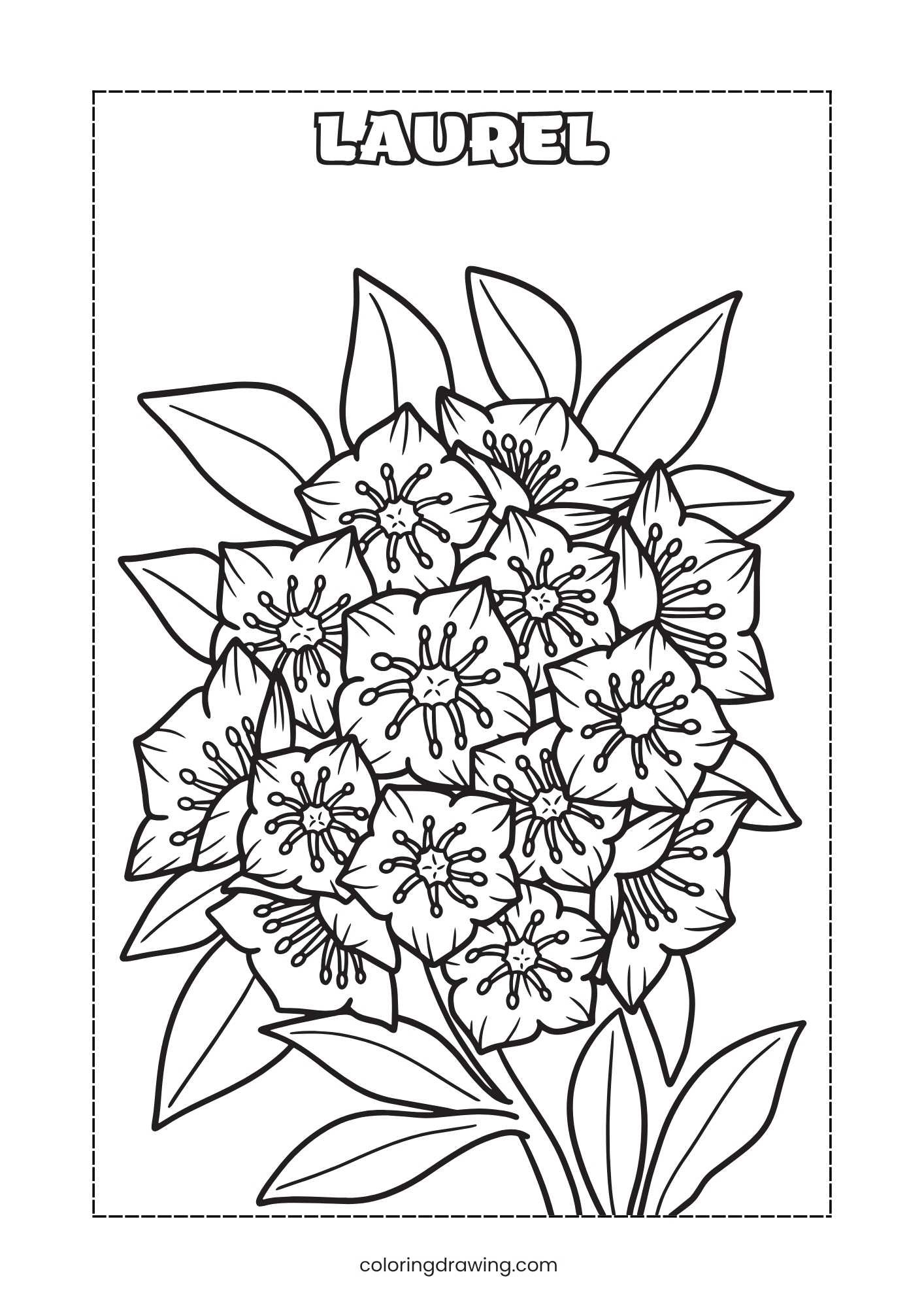 Laurel