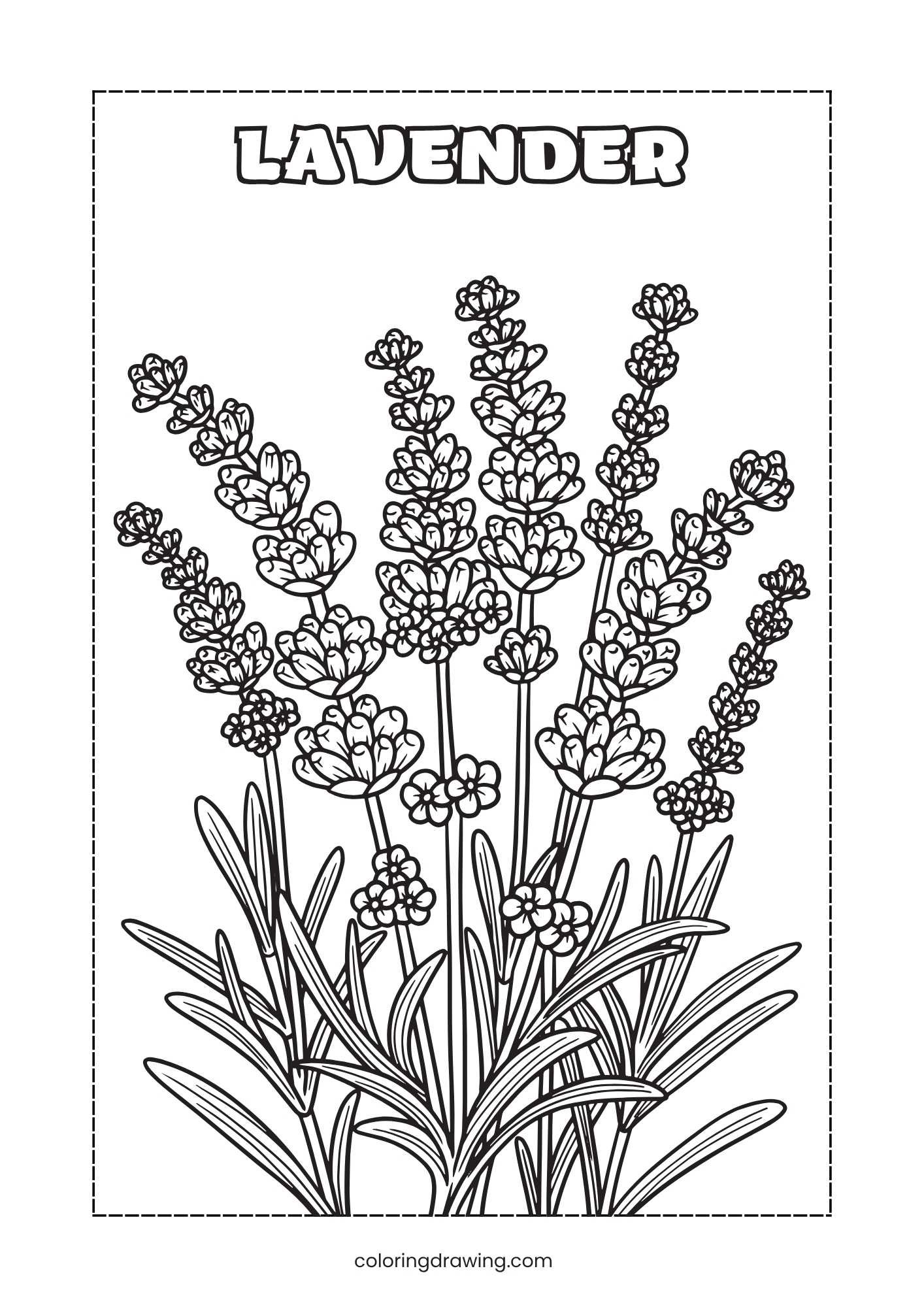 Lavender