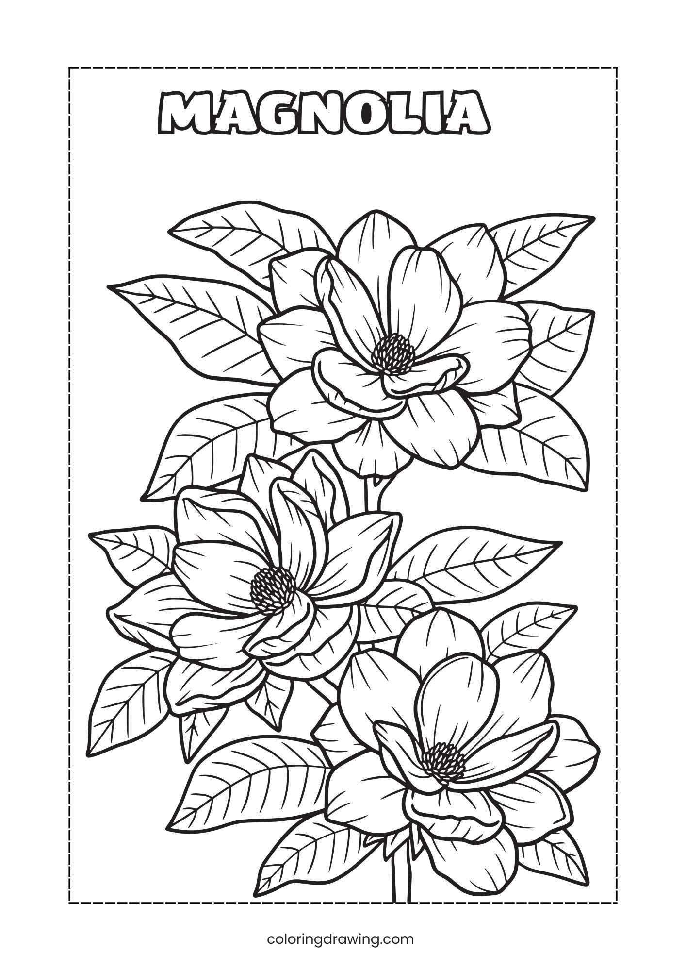 Magnolia