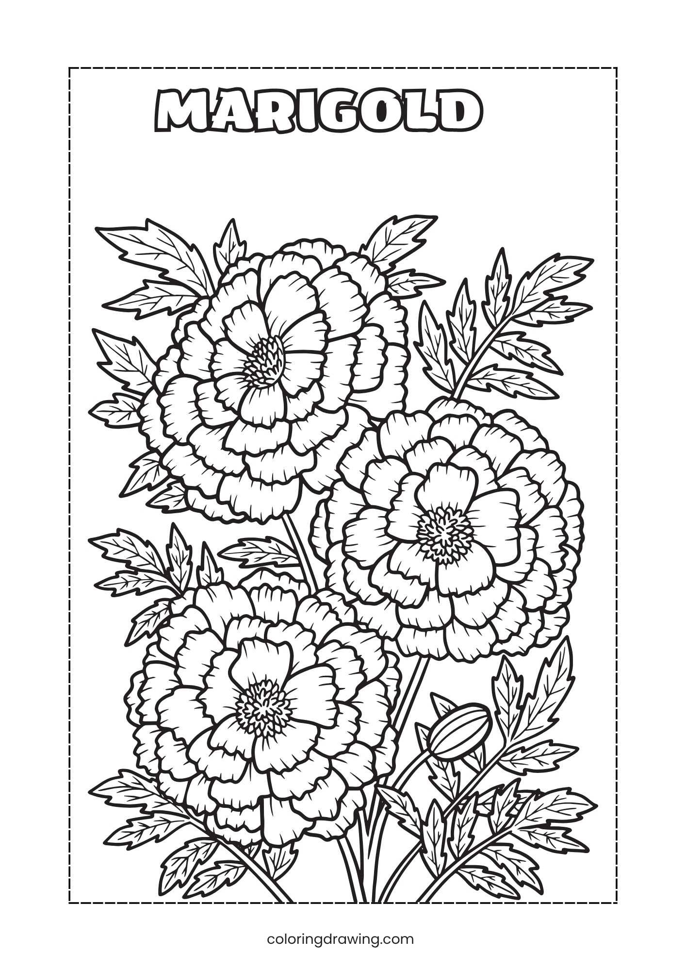 Marigold