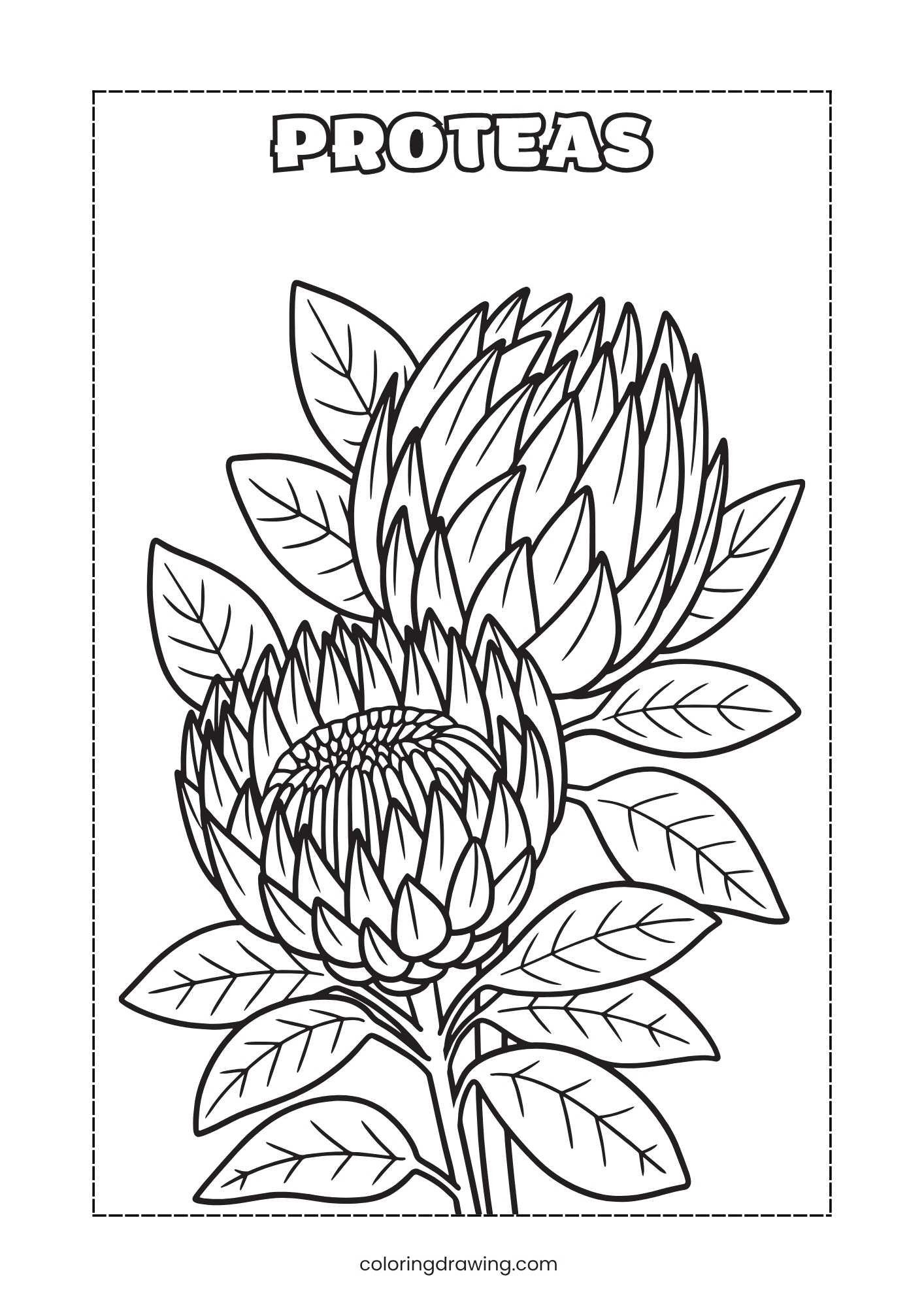 Proteas