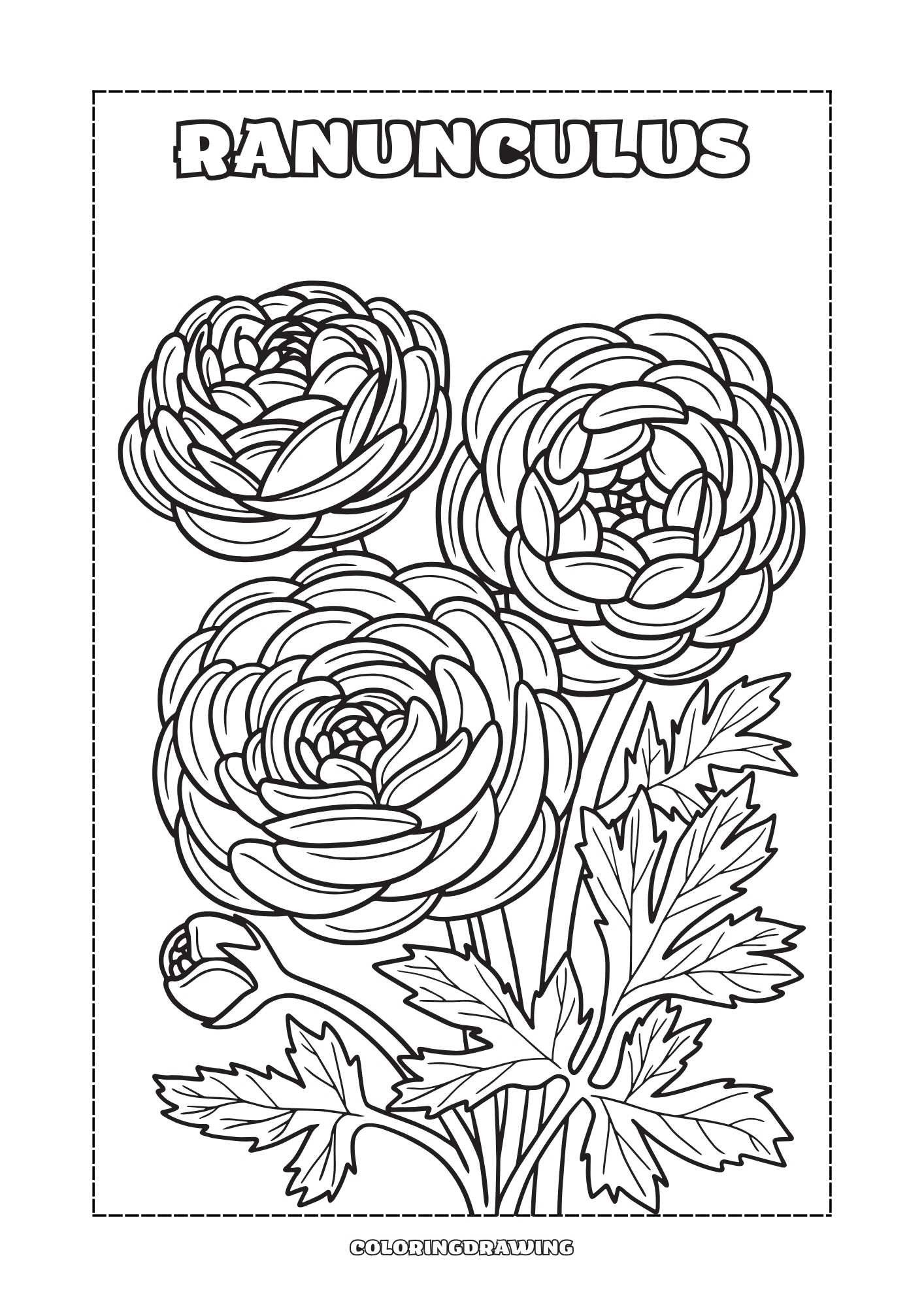 Ranunculus