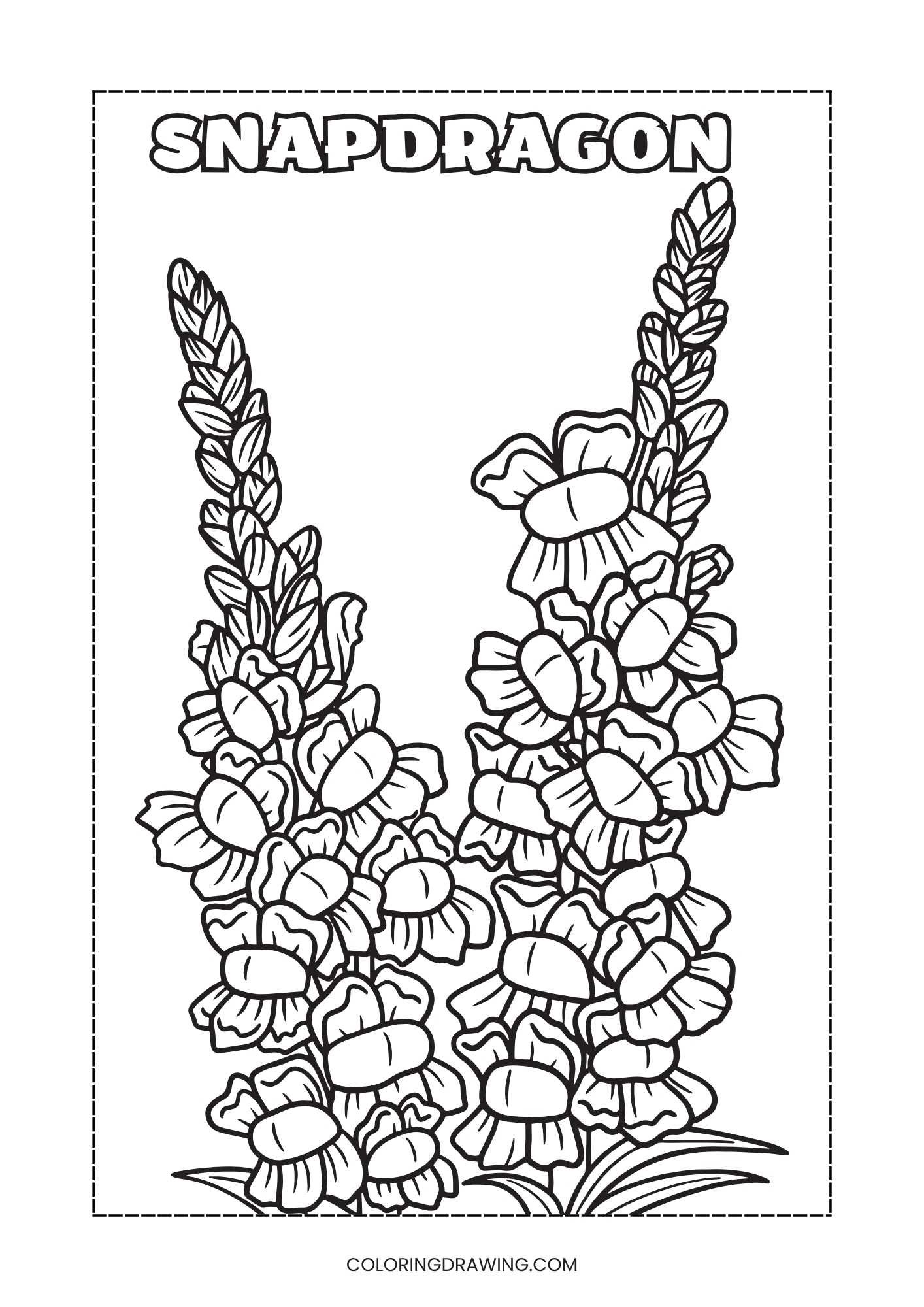 Snapdragon