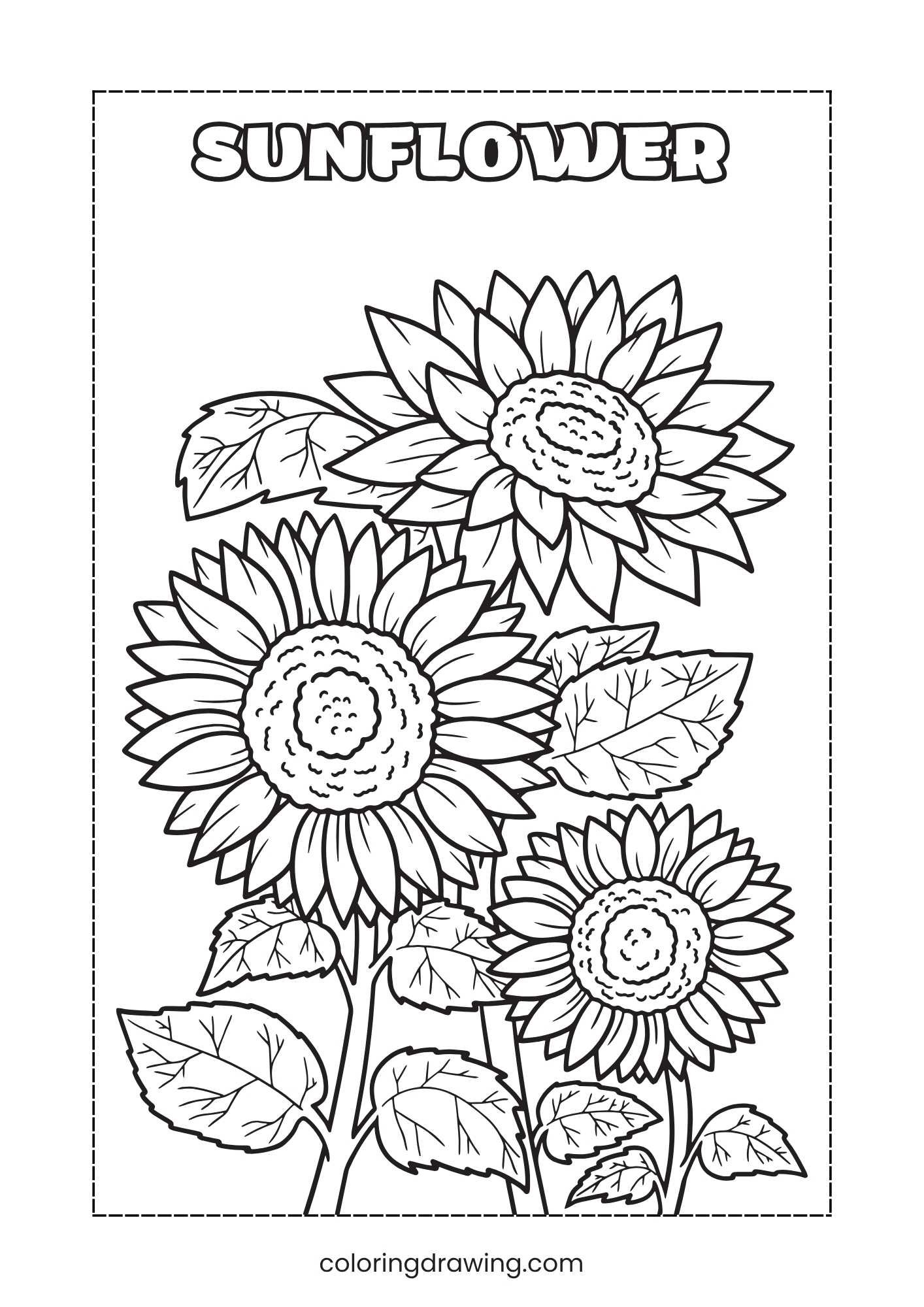 Sunflower