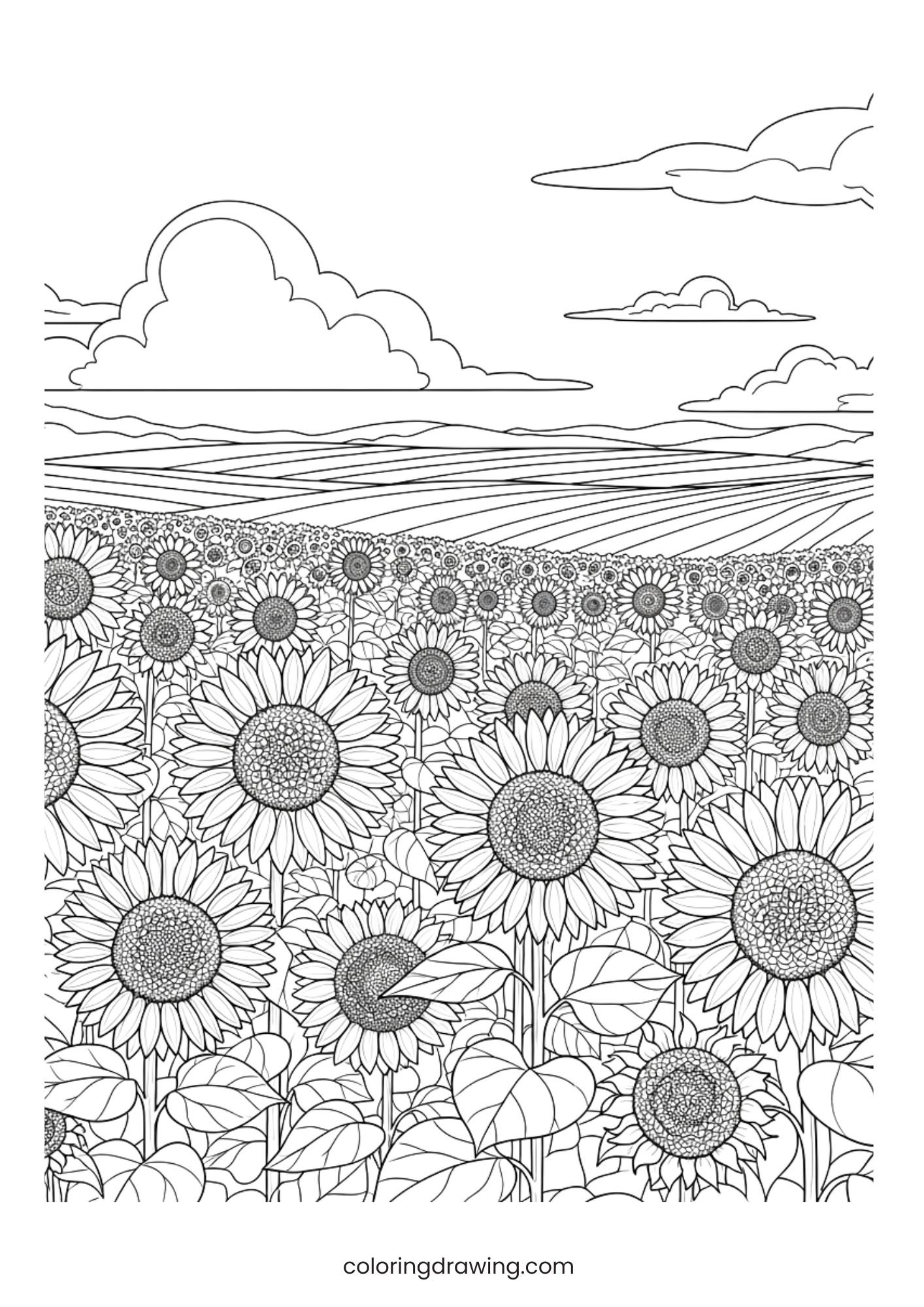 Sunflowers in a field ColoringPage